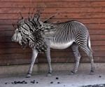 Photoshopped-Animals