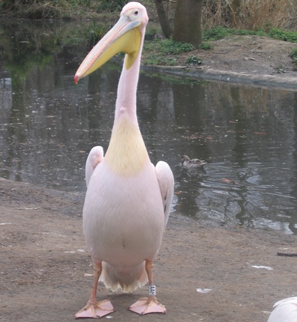 Pictures Of London Zoo. Huge pelican at London Zoo.